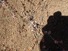 Eriogonum cithariforme