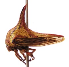 Umbonia crassicornis