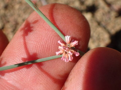 Eriogonum cithariforme