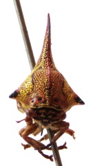 Umbonia crassicornis