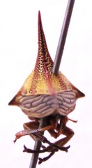 Umbonia crassicornis