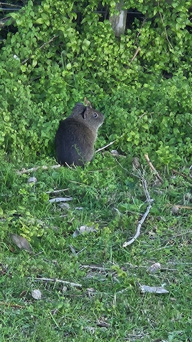 Brazilian Guinea Pig