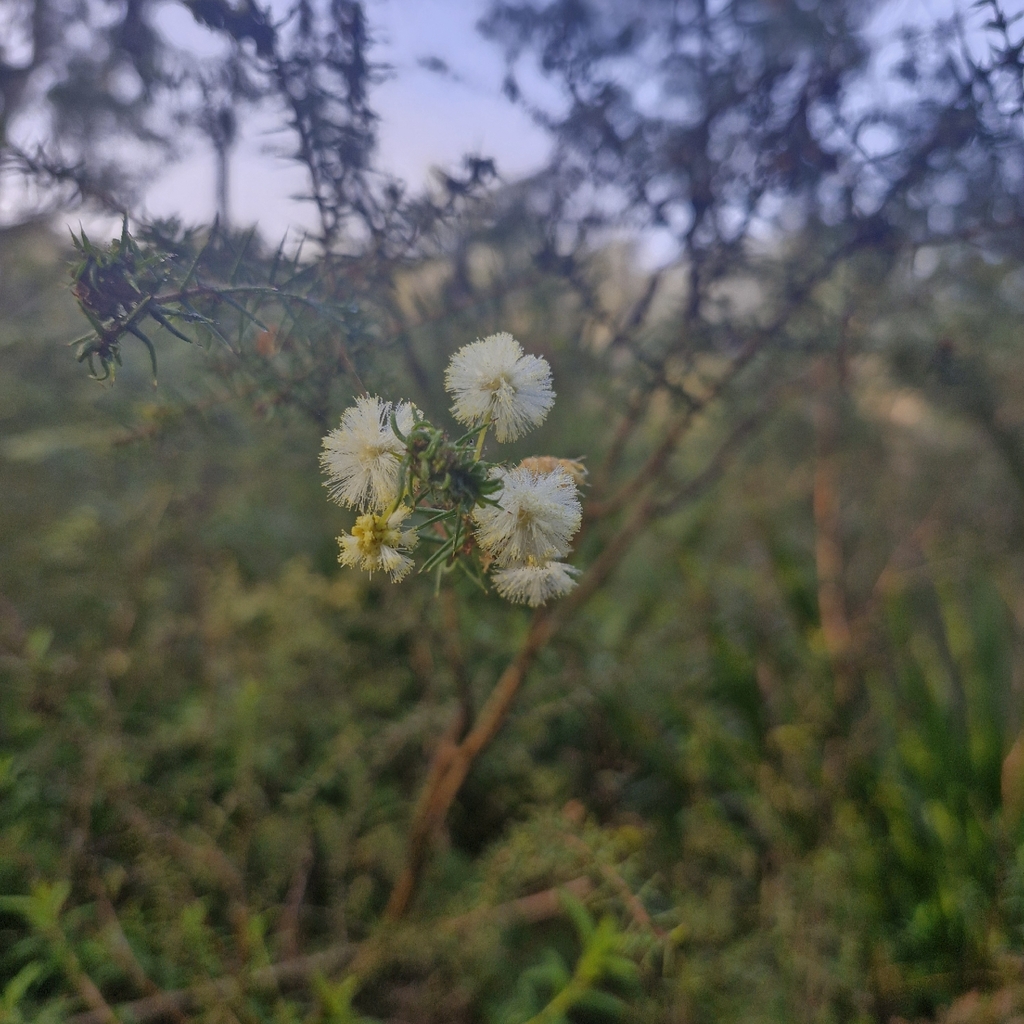 Acacia ulicifolia; photograph (c) ronavery, some rights reserved (CC BY)