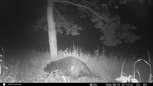 Eurasian Beaver