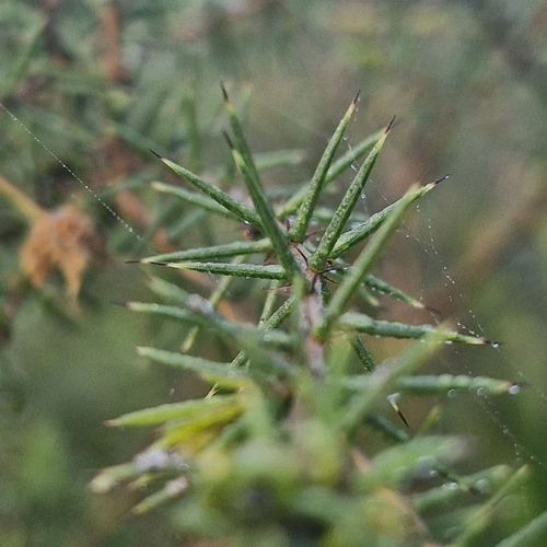 Acacia ulicifolia, photograph 1