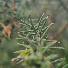 (c) ronavery, some rights reserved (CC BY) Acacia ulicifolia, photograph (c) ronavery, some rights reserved (CC BY)