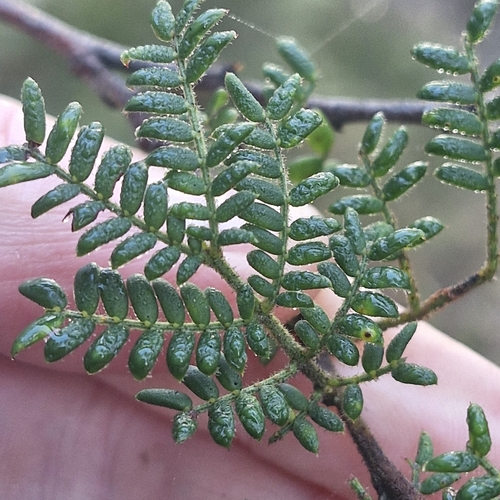 Acacia terminalis, photograph 1
