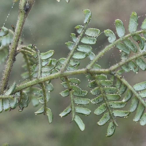 Acacia terminalis, photograph 2