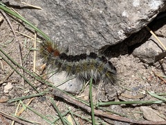 Lophocampa ingens