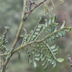 Acacia terminalis, photograph (c) ronavery, some rights reserved (CC BY)