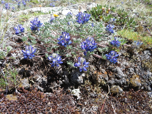 Lupinus lyallii observed 2026-07-14