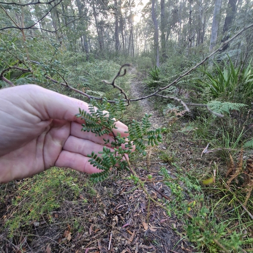 Acacia terminalis, photograph 4
