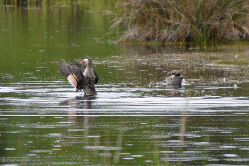 iNaturalist image