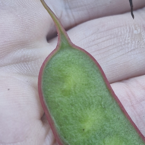 Acacia terminalis, photograph 6
