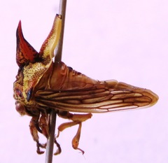 Umbonia crassicornis
