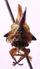 Umbonia crassicornis