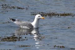 Larus argentatus