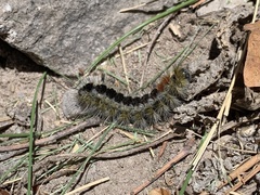 Lophocampa ingens