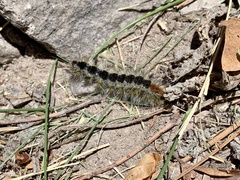 Lophocampa ingens