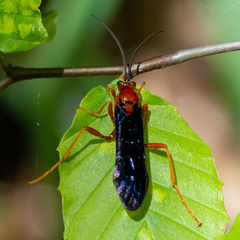 Trogus