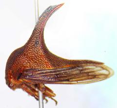 Umbonia crassicornis