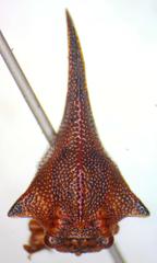 Umbonia crassicornis