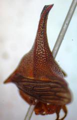 Umbonia crassicornis