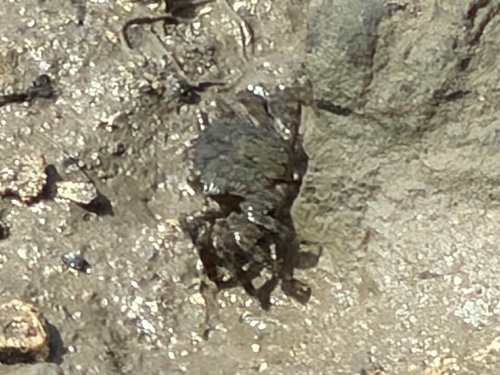Metopograpsus thukuhar observed 2026-08-29