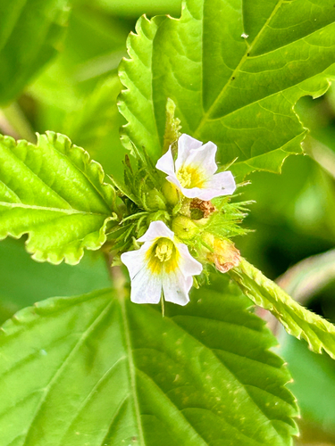 chocolateweed
