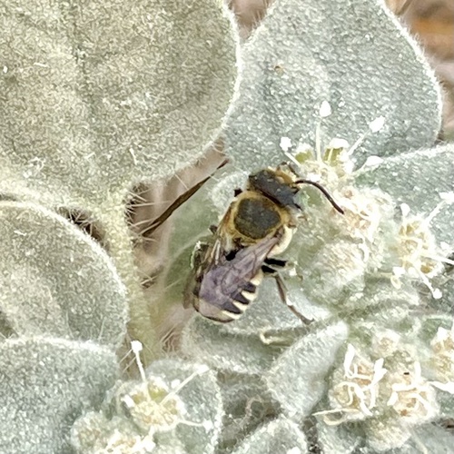 iNaturalist observation photo of Ashmeadiella