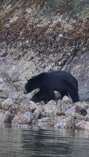 Black Bear sighting near Pacific Rim Hwy