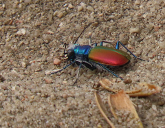 Cicindela scutellaris scutellaris