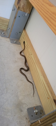 Western Ratsnake