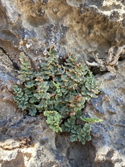 Argyrochosma jonesii