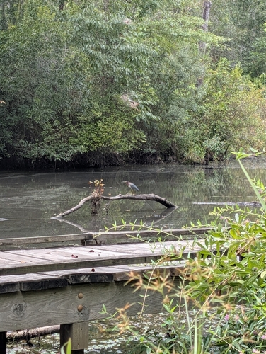 Green Heron