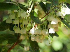 Zenobia pulverulenta