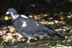 Columba palumbus