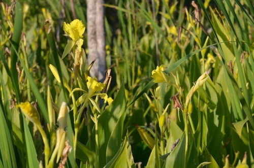 Bandanna of the Everglades (Canna flaccida)