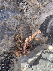 Phacelia rotundifolia