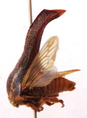 Umbonia crassicornis