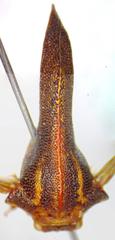 Umbonia crassicornis
