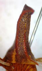 Umbonia crassicornis
