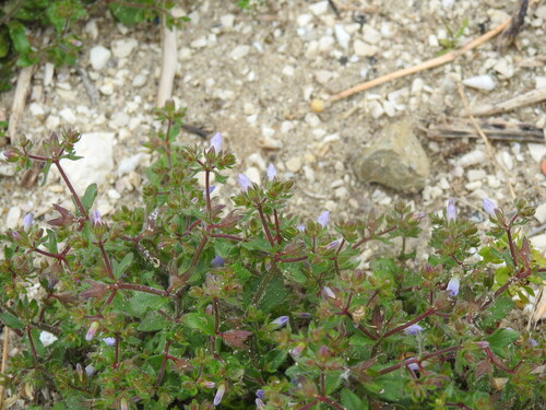 Campanula erinus, photograph 4