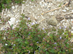 Campanula erinus, photograph (c) Duarte Frade, some rights reserved (CC BY)