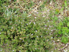 Campanula erinus, photograph (c) Duarte Frade, some rights reserved (CC BY)