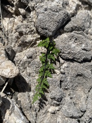 Argyrochosma jonesii