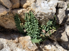 Argyrochosma jonesii