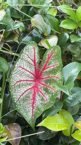 Caladium bicolor observed 2026-08-29