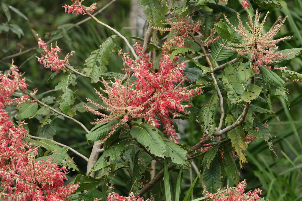 Triplaris americana; photograph (c) Barry Stewart, some rights reserved (CC BY)