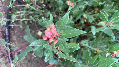 iNaturalist observation photo of Manzanita Leafgall Aphid